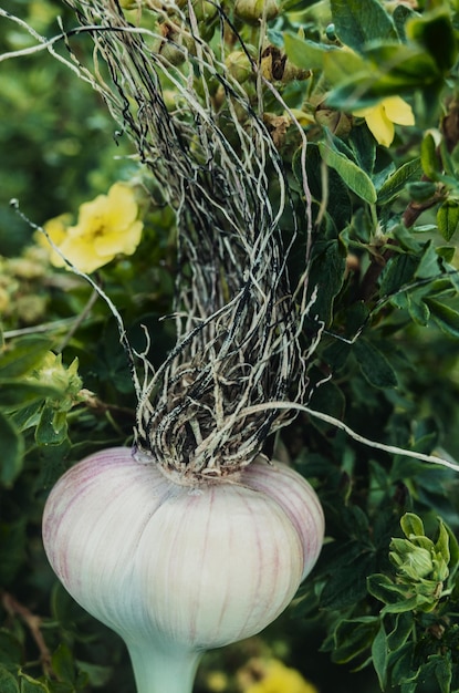 Garlic in the form of a human head with long hair Fashionable stylish hairstyle Concept for advertising banner of hair salon or trendy healthy food