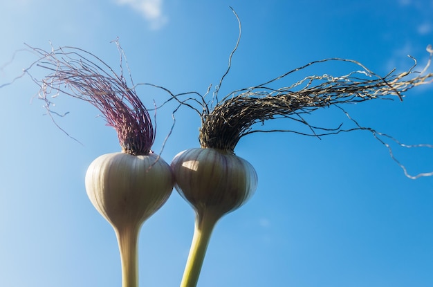 Garlic in the form of a human head with long hair Fashionable stylish hairstyle Concept for advertising banner of hair salon or trendy healthy food