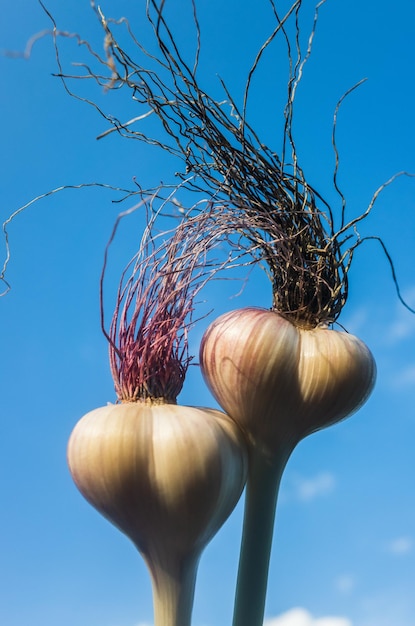 Garlic in the form of a human head with long hair Fashionable stylish hairstyle Concept for advertising banner of hair salon or trendy healthy food