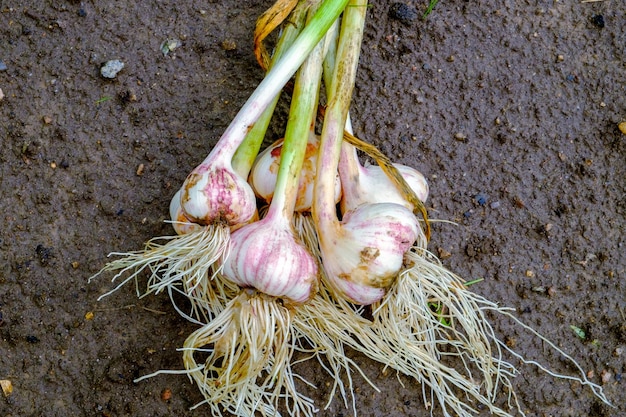 Garlic Freshly picked garlic heads on the ground closeup