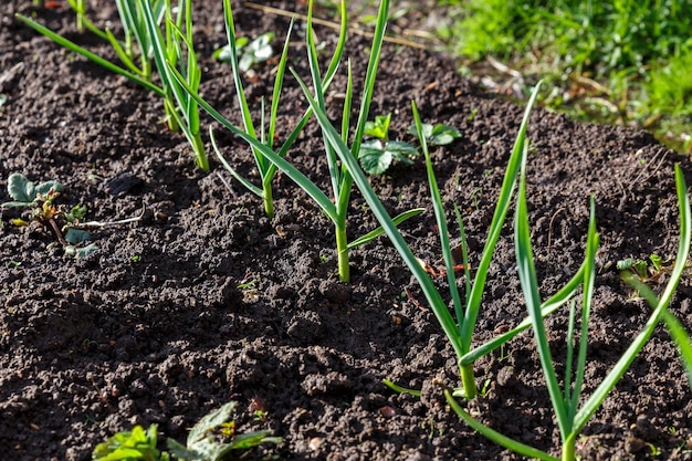 Garlic in the garden