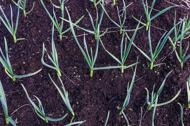 Garlic in the garden