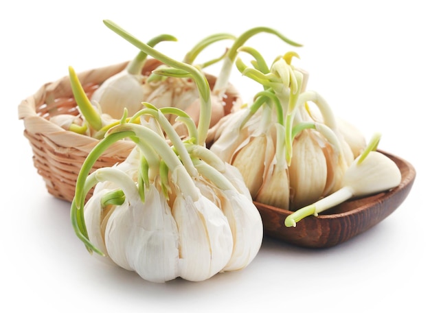 Garlic germinated over white background