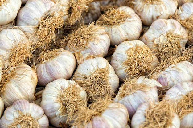 Garlic heads