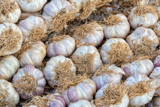 Garlic heads