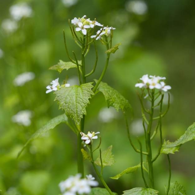 Garlic Mustard (Alliaria petiolata) flowering in springtime in Cornwall