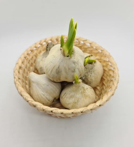 Garlic