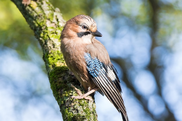 Garrulus glandarius on a branch