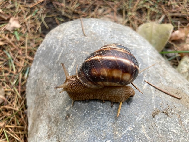 gastropods striped grape snail Helix pomatia