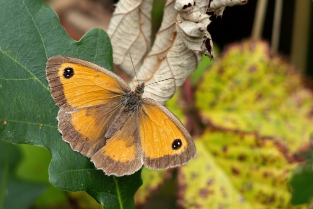 The Gatekeeper or Hedge Brown (Pyronia tithonus) butterfly resting on a leaf