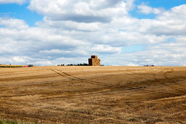 Gathering the wheat harvest