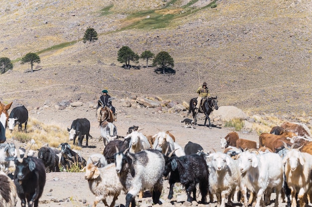 Gauchos herding animals goats cows and horses in the Andes mountain range Argentina