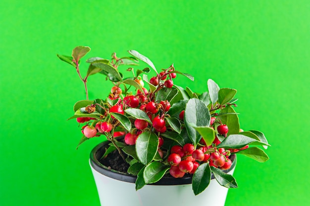 Gaultheria indoor plant in a pot with red berries indoor flower home plant on the table copy space