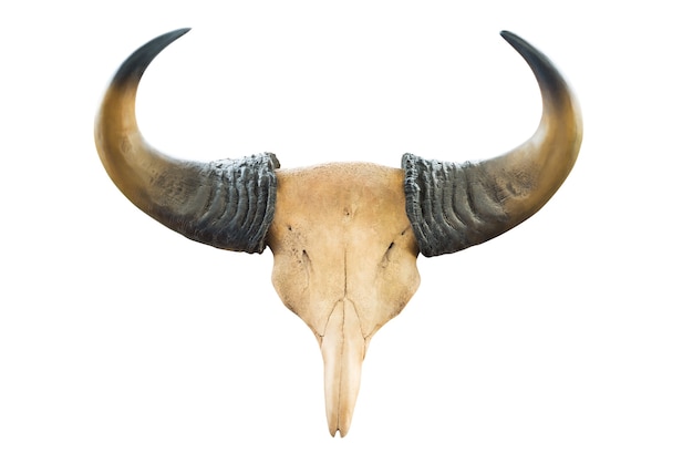 Gaur skull for decorate isolated on white 