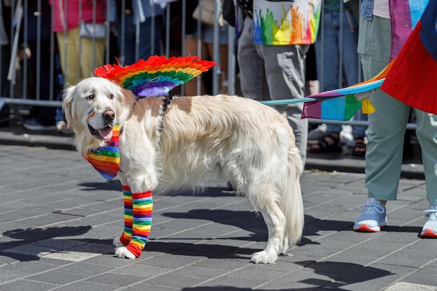 Gay pride parade in the city center a dog in the colors of the lgbt community