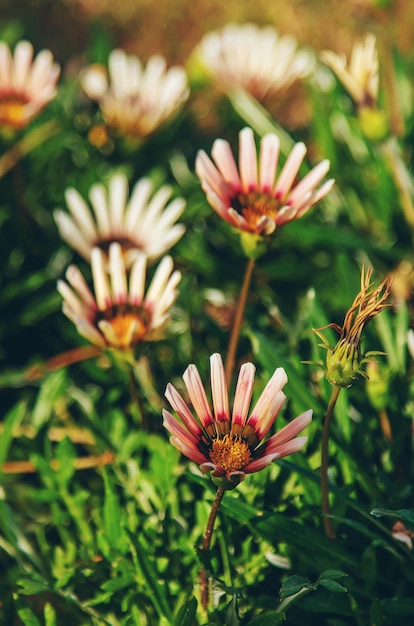 Gazania bloom in a flower bed. Selective focus. Nature.