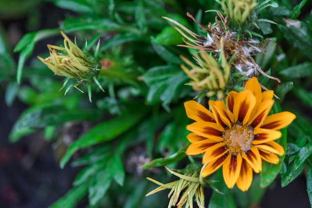 Gazania flowers with dew drops in the middle . close up. background image