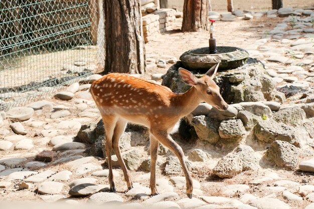 Gazelle in the zoo on the stony background