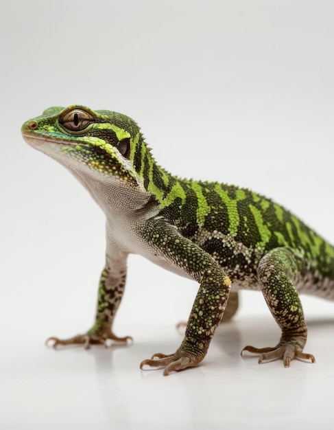 Gecko animal full body is isolated white background