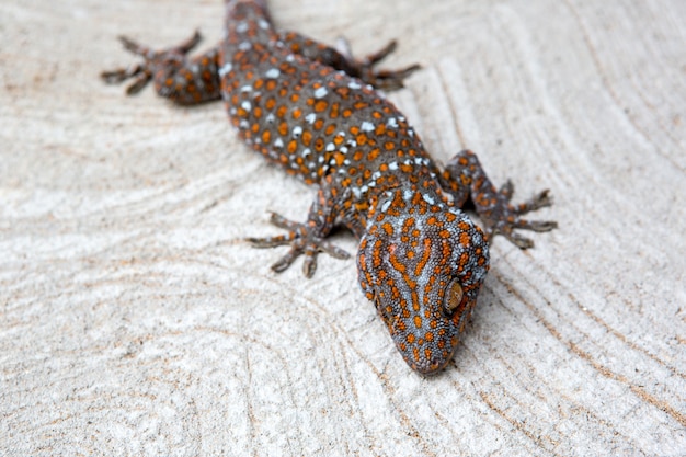 Gecko on the cement floor