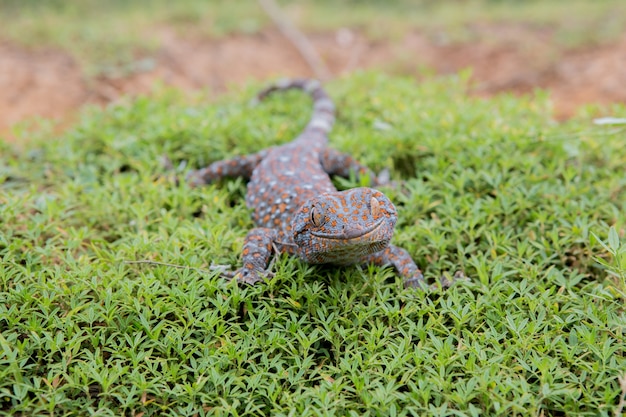 Gecko on the green grass