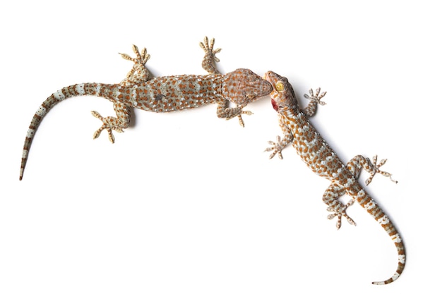 Gecko isolate on white background