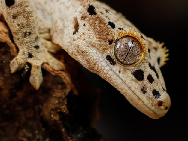 A gecko with a big eye and a big eye