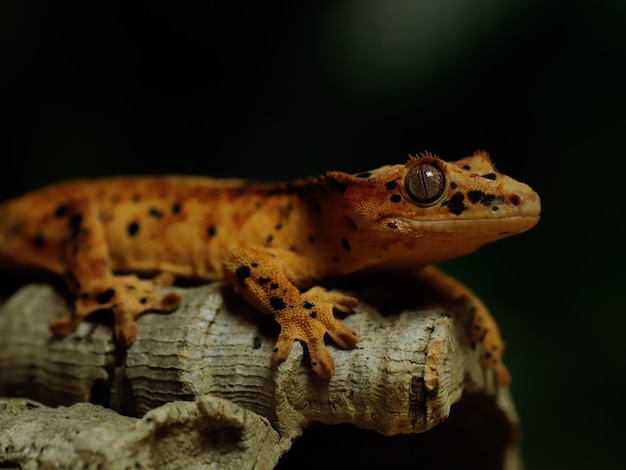 A gecko with a black and orange pattern.