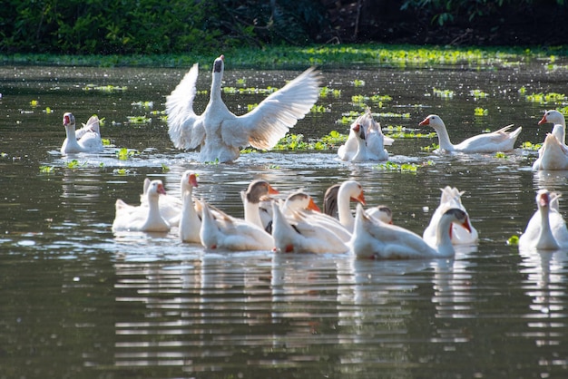 Geese beautiful geese showing off on a lake in a small town in Brazil natural light selective focus