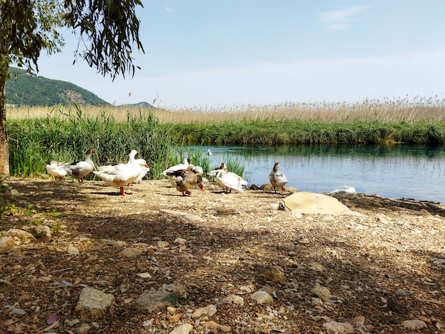 Geese by the river