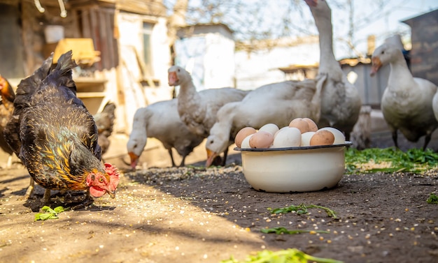 Geese and eggs in a bowl