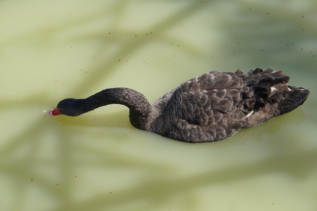 The geese float in the river looking for food