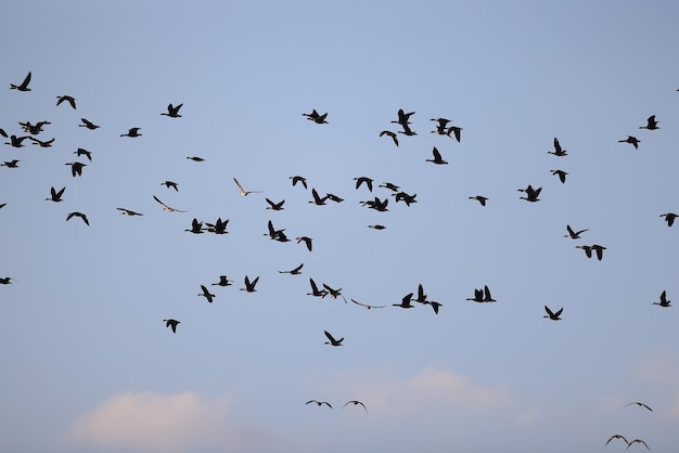 geese flock against the sky freedom wildlife birds