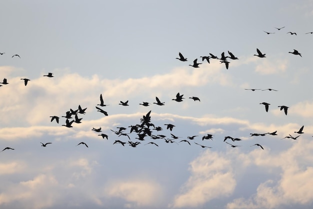 geese flock against the sky freedom wildlife birds