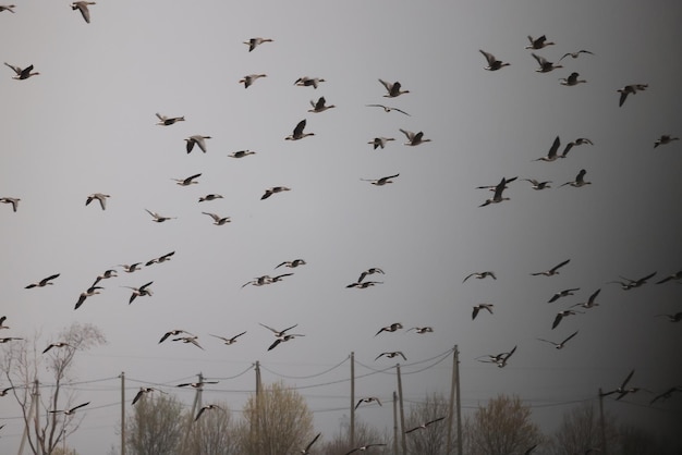 geese flock against the sky freedom wildlife birds