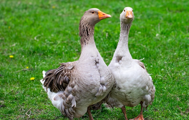 Geese in the grass. Domestic bird. Flock of geese. White geese.