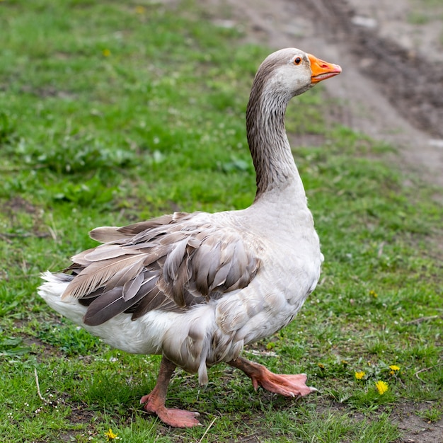 Geese in the grass. Domestic bird. Flock of geese. White geese.