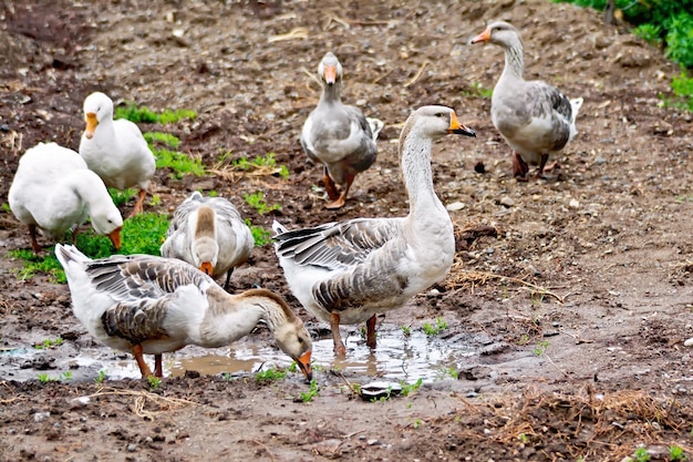 Geese gray on ground with puddle