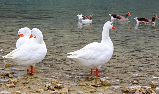 Geese at lake Kournas at island Crete