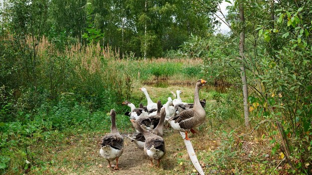 Geese on the path by the pond.