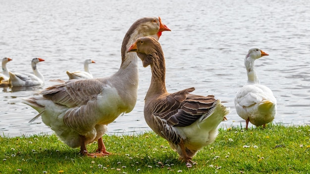 Geese on the river in summer. Raising geese.