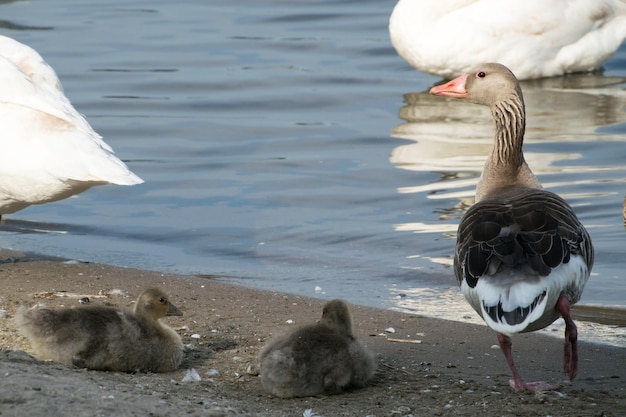 Geese in the shore of a lake