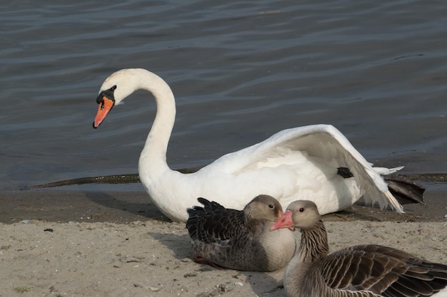 Geese in the shore of a lake