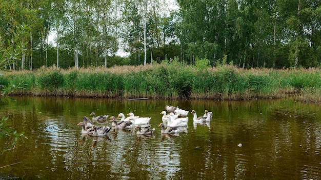 Geese swim in the water.