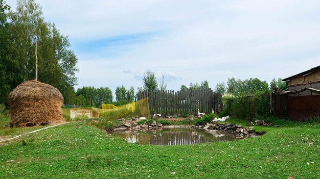 Geese with ducks near the pond in a backyard in the village.