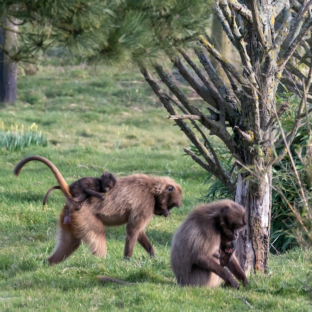 Gelada Baboon Theropithecus gelada