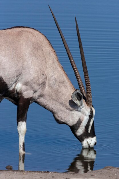 Gemsbok Antelope Namibia Africa