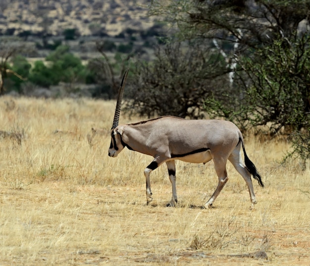 Gemsbok antelope (Oryx gazella) running, Kalahari desert, South Africa