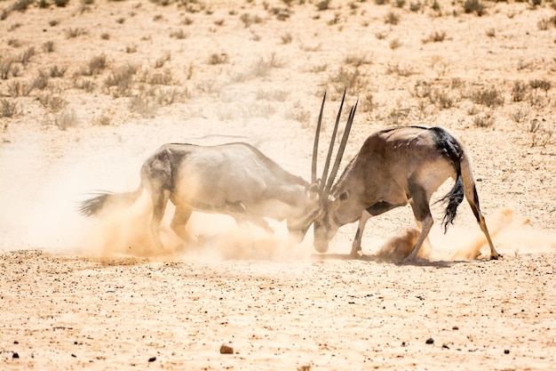 Photo gemsboks fighting in desert