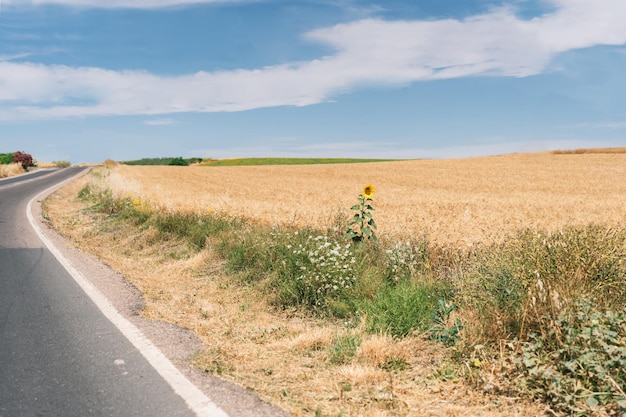 General shot of a sunflower that has hatched alone between the road and a wheat crop